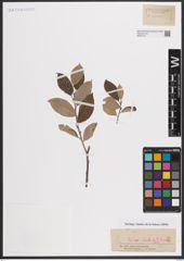 Foto von Salix caprea L.
